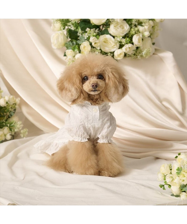 PET PARADISE cherircouture フリルリボン ワンピース 《ホワイト》 小型犬 ホワイト
