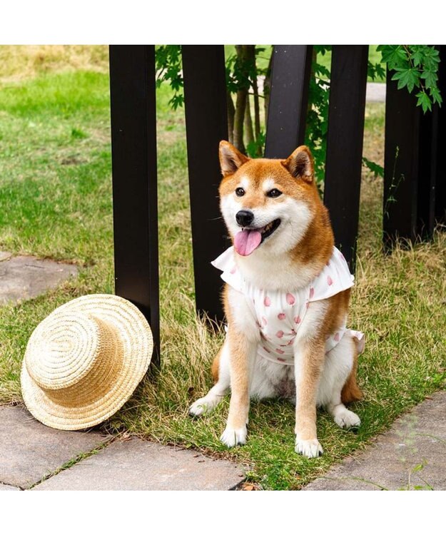 PET PARADISE ペットパラダイス タッチワンクールプラス Tシャツ 《いちご》 中型犬 大型犬 ホワイト×ピンク