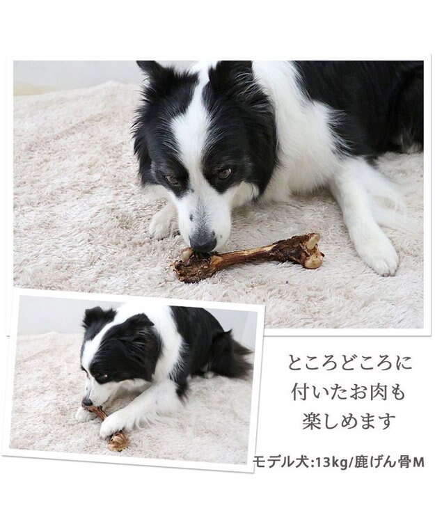 PET PARADISE ≪数量限定≫  鹿 げん骨 デンタルおやつ Mサイズ×2本 純国産 鹿 げん骨