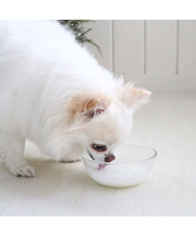 PET PARADISE ペットパラダイス オランダ産 ヤギミルク  ペット用 0