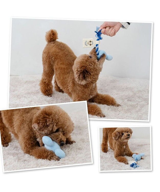 PET PARADISE ディズニー ミッキーマウス 風船ロープ トイ 《ブルー》 小型犬 ブルー