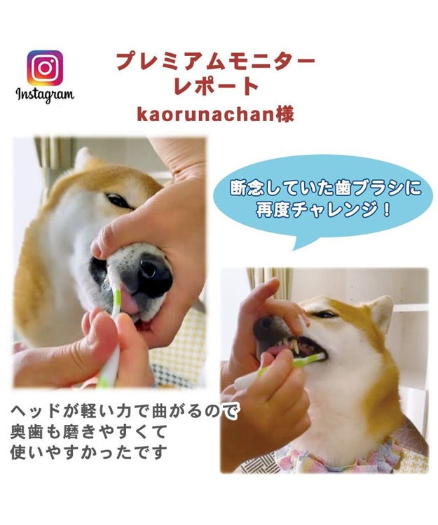 PET PARADISE 【ネット店限定】ペット用品  曲がる 歯ブラシ ２本セット  全犬種対応 白~オフホワイト