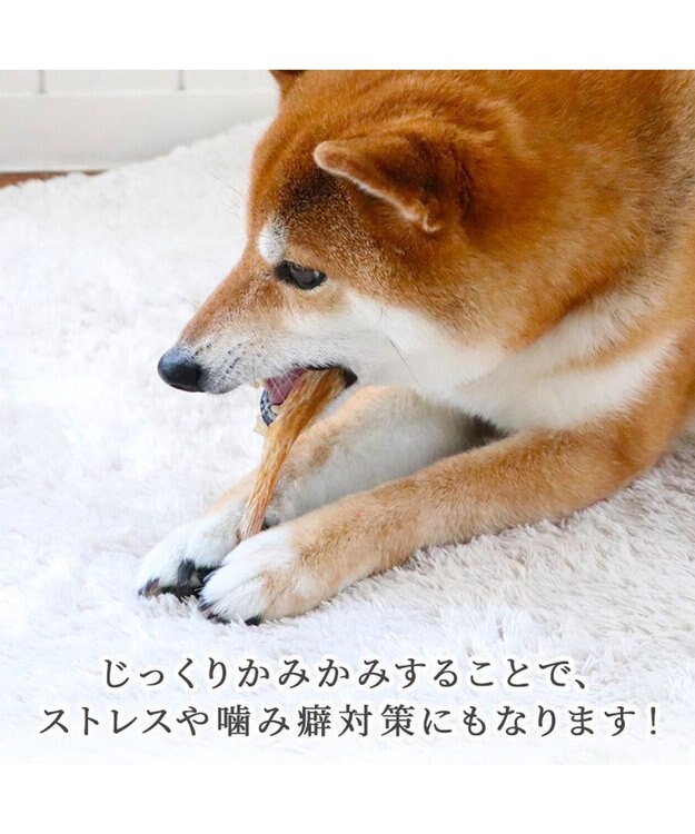 PET PARADISE 馬アキレス デンタル ジャーキー 100g 国産 -