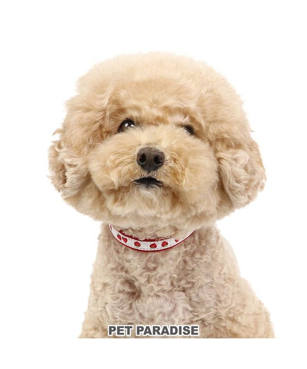 PET PARADISE ペットパラダイス 苺チャーム付き首輪 ＳＳ レッド