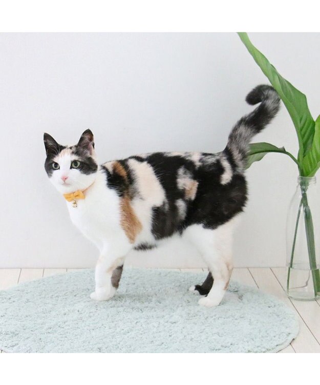 PET PARADISE ペットパラダイス 猫 首輪 チロリアン 《イエロー》 イエロー